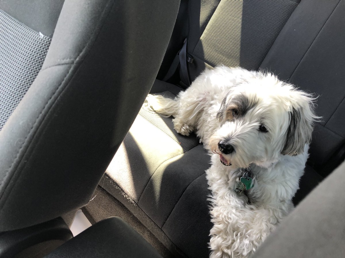 PonteDebra's tweet photo. Sconset Jessie here! Today out for a ride,to the Library and Dog Park before the rain and storm moves in! #siasconset #nantucket #sconset Thanks for all your #prayers https://t.co/JBt6KZoGLw
