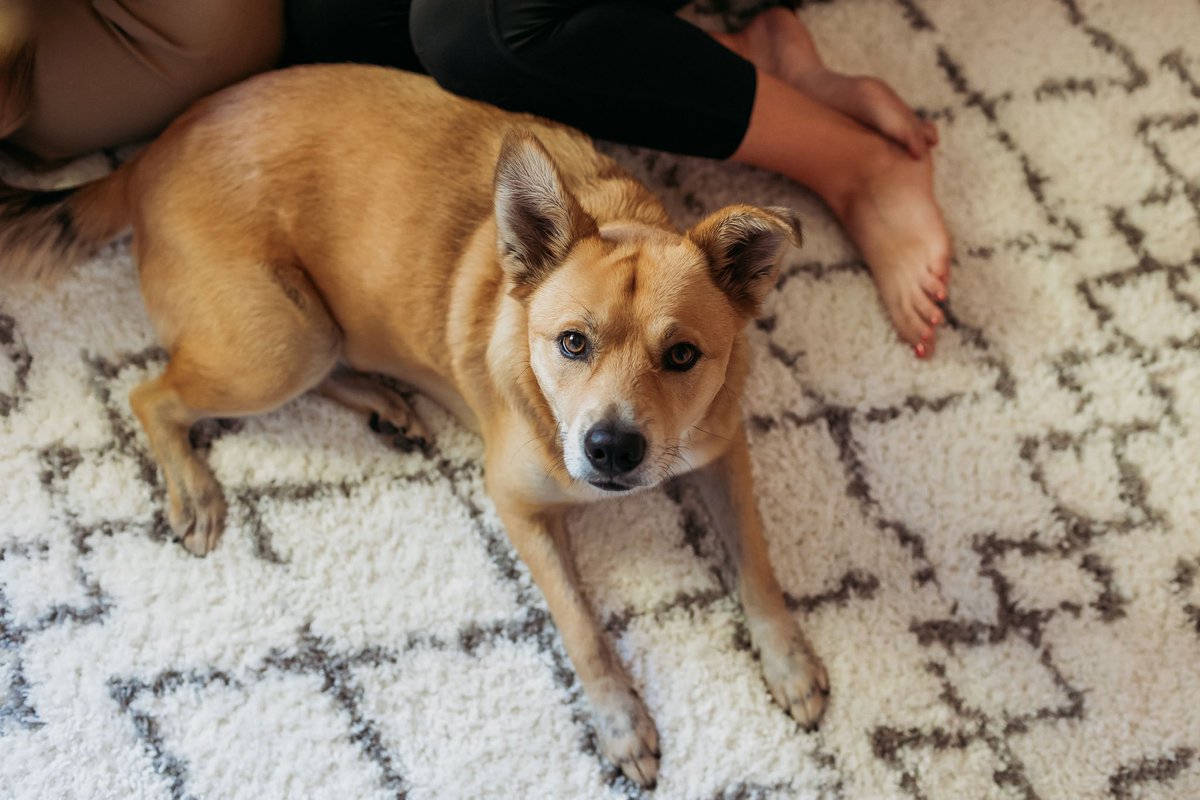 Steph_Halvo's tweet photo. @CrumblCookies 💕🐕 https://t.co/4k4ZI0dTMc