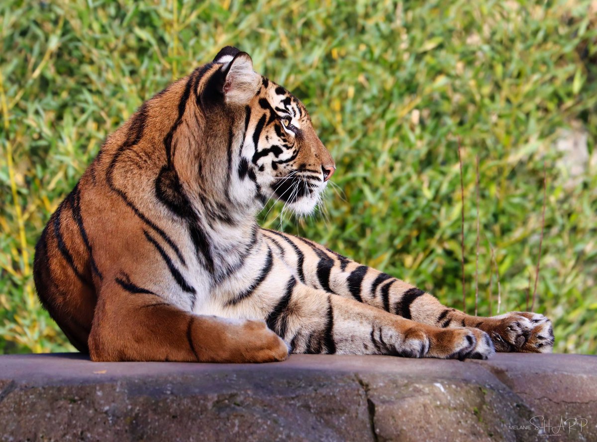 sharpfocus's tweet photo. What a joy it is to see the tigers at @chesterzoo. Since they moved mum out and a 'boyfriend' in - they are so much happier.

Fingers crossed for tigerlets at some point!

#chesterzoo #zoos #tigeress #bigcatphoto https://t.co/dBzNiCn5mv