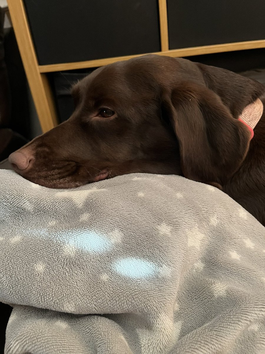 jamieGrover2's tweet photo. Love how he can tell I’m not myself and gives me all the best cuddles 😍 https://t.co/bfP2X2qrZn