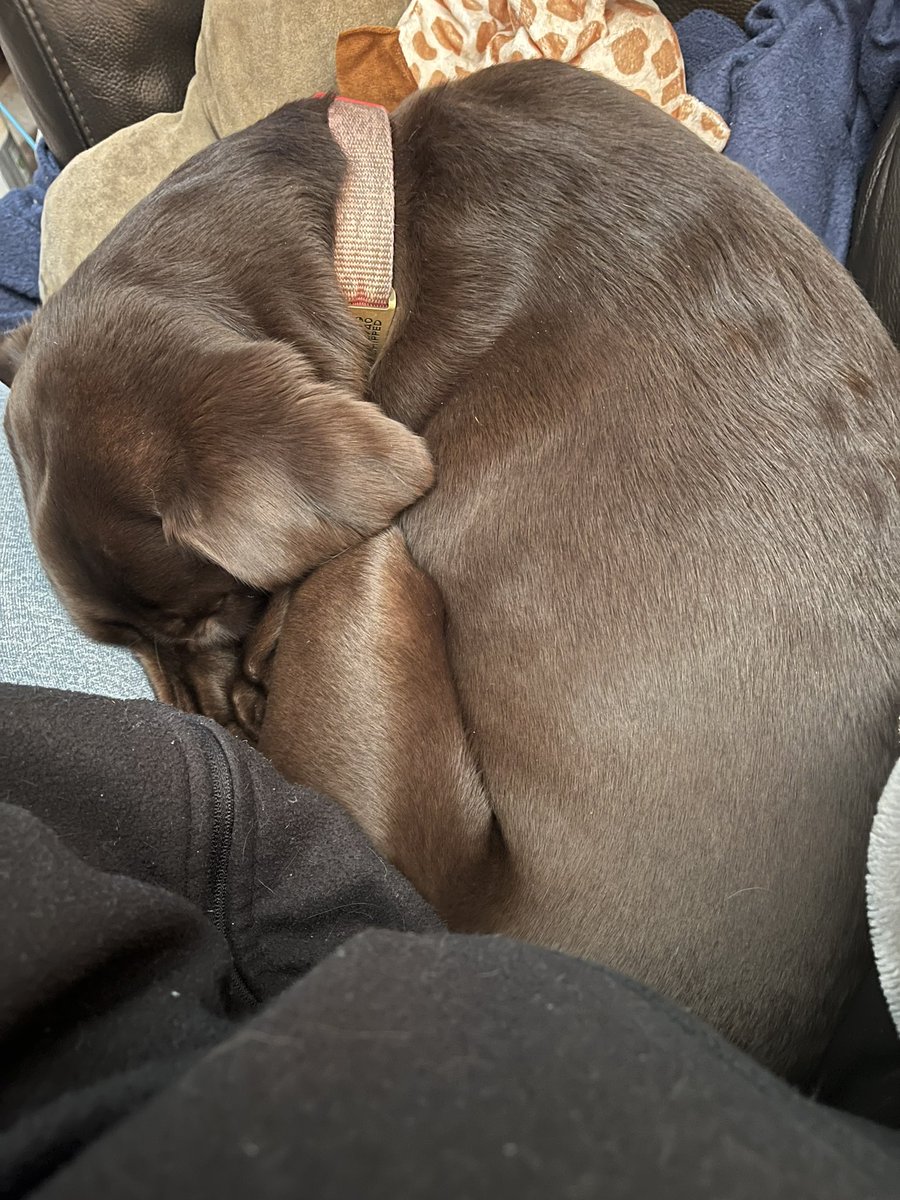 Love how he can tell I’m not myself and gives me all the best cuddles 😍