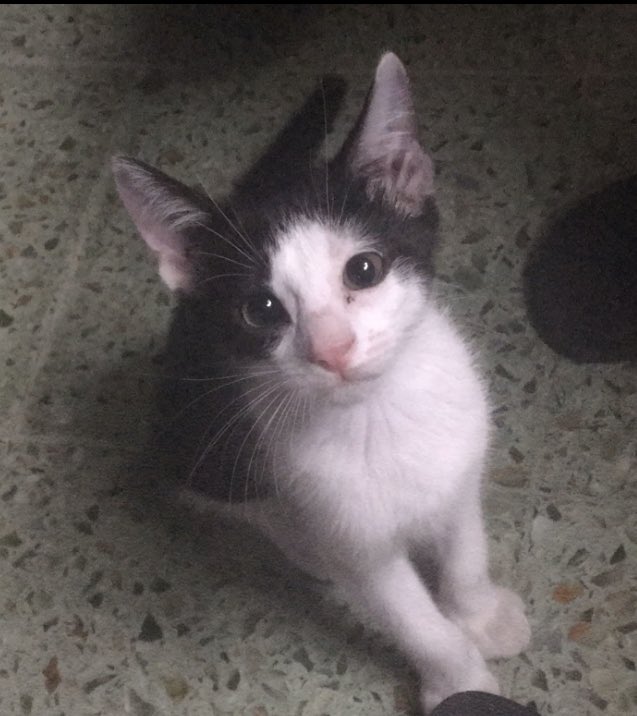 nottgui's tweet image. hoy se cumplen dos años desde q esta cosita llego a mi vida para hacerla mas linda, t amo mucho percy💘💘