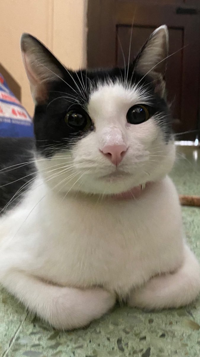 nottgui's tweet image. hoy se cumplen dos años desde q esta cosita llego a mi vida para hacerla mas linda, t amo mucho percy💘💘