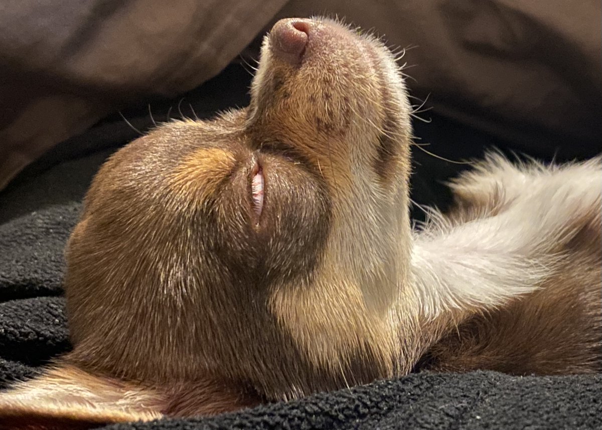 Chris Raettig @raettig@mastodon.org.uk tweet media