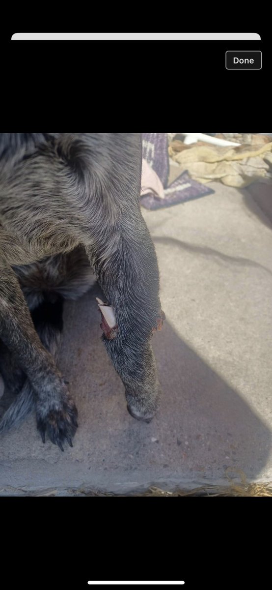 KAArescue's tweet photo. Please HELP US RAISE DONATIONS TO SAVE HER!!! https://t.co/9MiISDv2s2