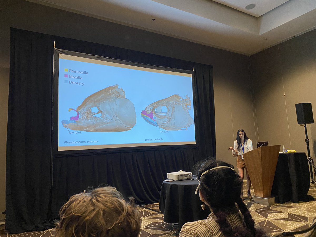 <a href="/Phractolaemus/">Allyson Evans</a> delivers an absolutely jaw dropping talk on the novel jaw protrusion mechanism of the hingemouth fish. The room was on the edge of their seats #SICB2023