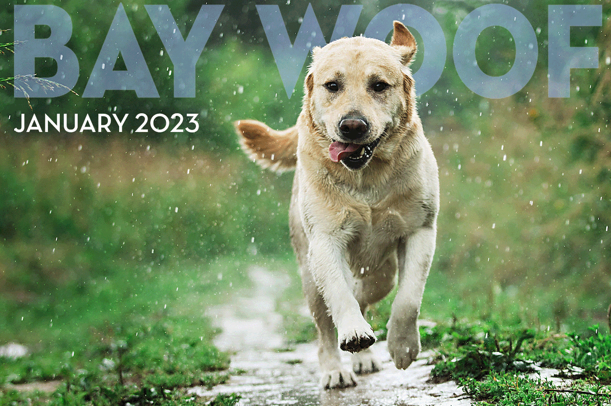 Bay Woof Foundation tweet media