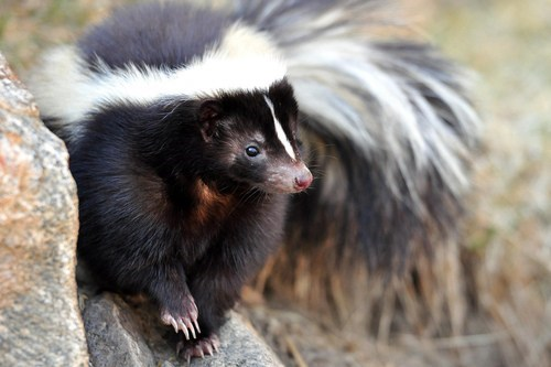 skunkeveryhour's tweet photo. https://t.co/QsfLB12b6Q