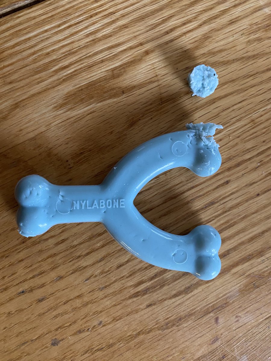 Speechlady6300's tweet image. Hey @PetSmart maybe put a warning that these “teething wish bones” are not appropriate for puppies teething -our almost 4 month old lab blasted through this toy, received today, in less than 4 minutes, so who are they for? senior dog gumming?  #toyfail