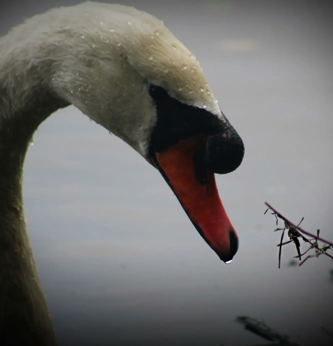 #photography 
#closeupphotography 
#nature 
#Swans 
#birdphotography