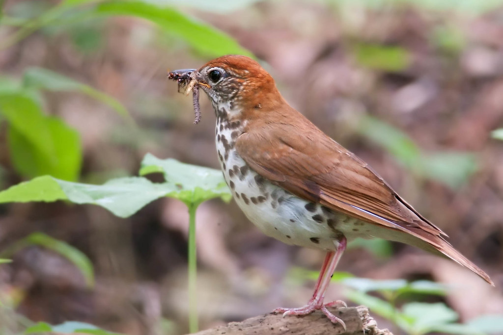 CincyParks's tweet photo. Check out @nature_guys newest episode, 'Wood Thrush' feat. Cincy Park's own Gia Giammarinaro. 

The wood thrush tends to have a spotted belly or breast &amp; are found all over the world, minus the polar region. They also have a beautiful song.

Listen here: https://t.co/fbfMI98dXI https://t.co/cyK0gp2Jer