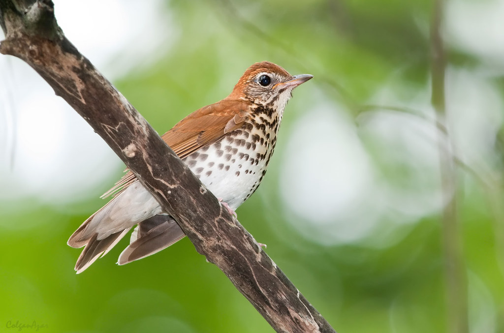 CincyParks's tweet photo. Check out @nature_guys newest episode, 'Wood Thrush' feat. Cincy Park's own Gia Giammarinaro. 

The wood thrush tends to have a spotted belly or breast &amp; are found all over the world, minus the polar region. They also have a beautiful song.

Listen here: https://t.co/fbfMI98dXI https://t.co/cyK0gp2Jer