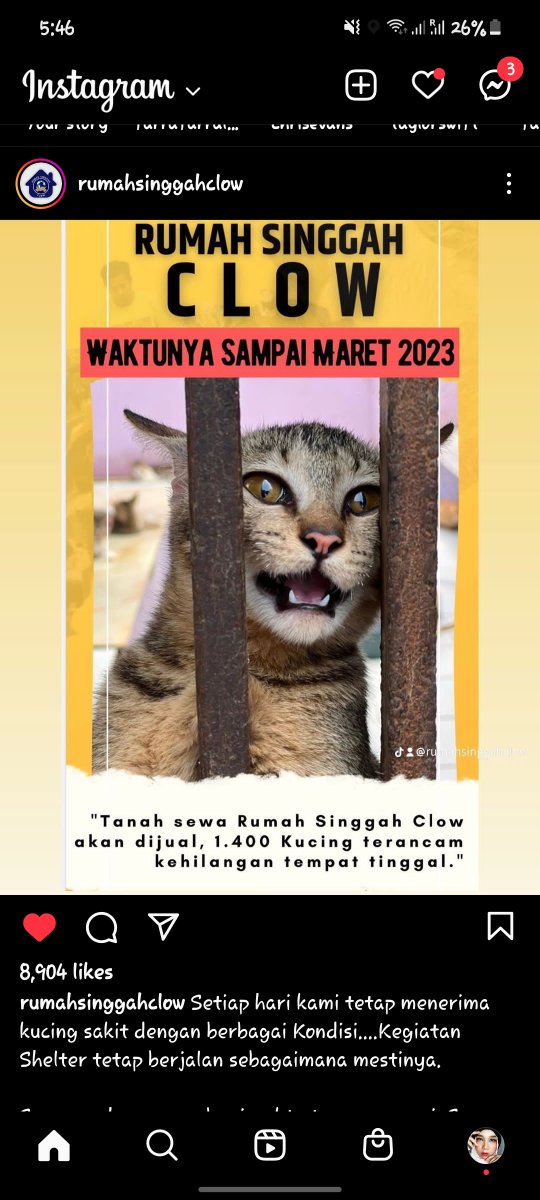 princessputri89's tweet photo. Tolong bantu sebarkan Rumah Singgah Clow butuh bantuan dana untuk beli lahan dan bangun shelter untuk para kucing dan anjing. 

https://t.co/XM471e9939 

#catlover #doglovers #helpstrayanimal #rumahsinggahclow #helpfordonate #fundforanimal #gotongroyong #indonesiapeduli https://t.co/5amQvnxaps
