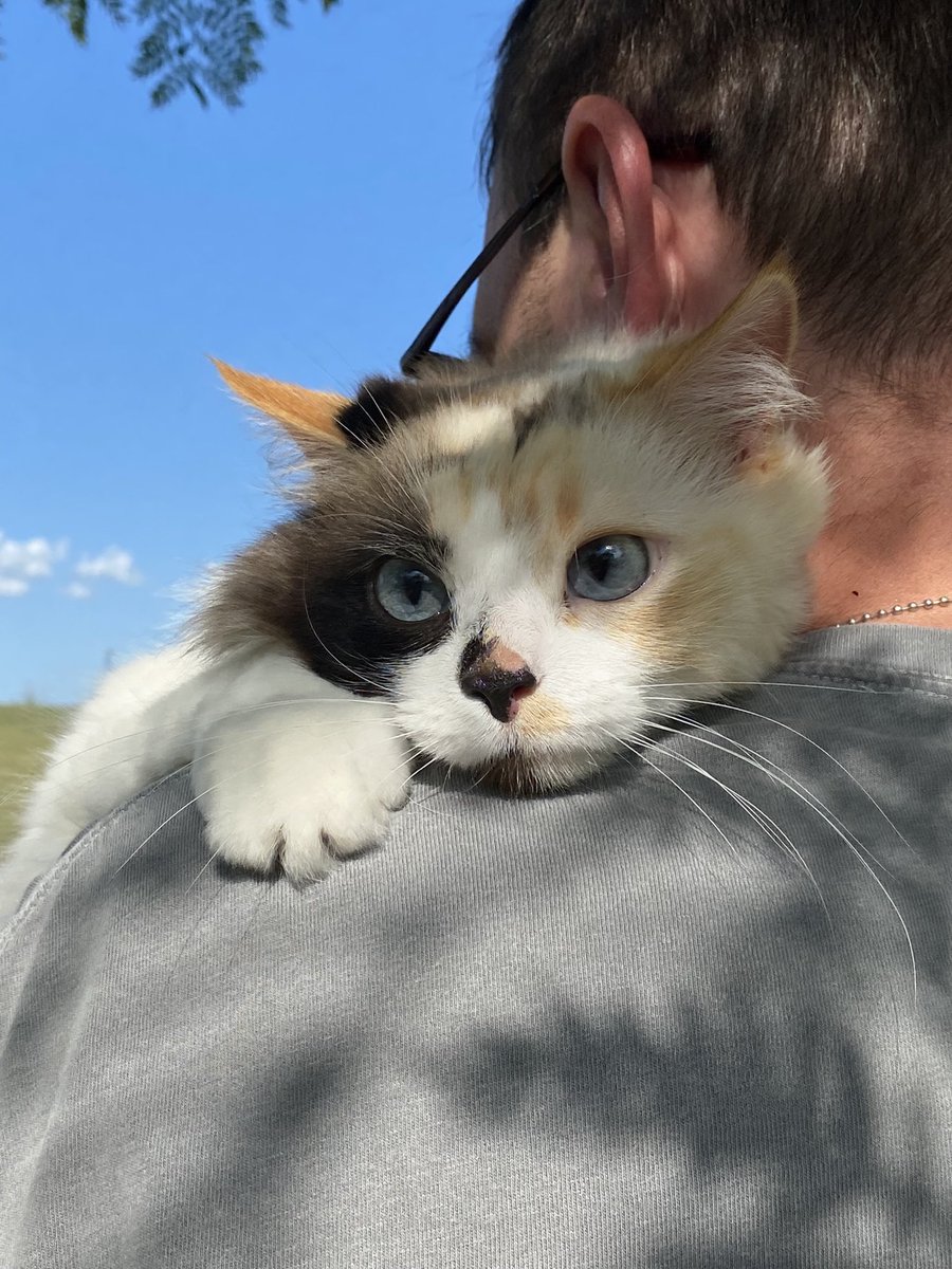 KitKitChronicl1's tweet photo. @StLKirk @Wordbender2 I love my humans… and I am really REALLY fabulous.. because they tell me every day… 😻😻 https://t.co/Rrm2S20tQA