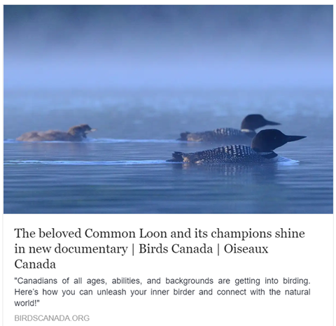 Friday night, movie night. 🎬 Who doesn't love the loon?! This beautiful bird with a mesmerising call is the subject of a documentary - Loons: A Cry from the Mist. Available to watch on Apple TV or Cottage Life. #loons
birdscanada.org/new-loon-docum…