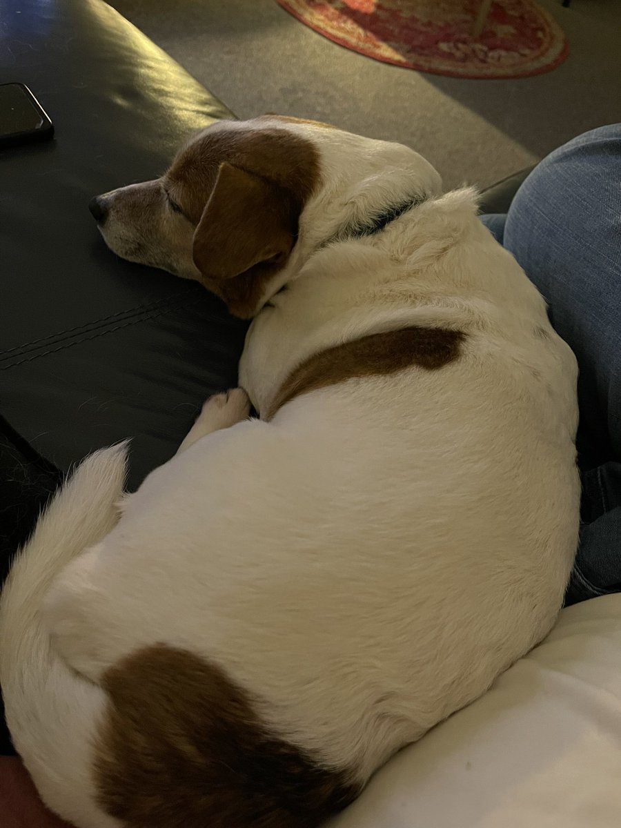 willaur's tweet image. The wee man has been diagnosed with dimentia. Hopefully the medication will slow it down. He never leaves my side now. I am heartbroken.💔