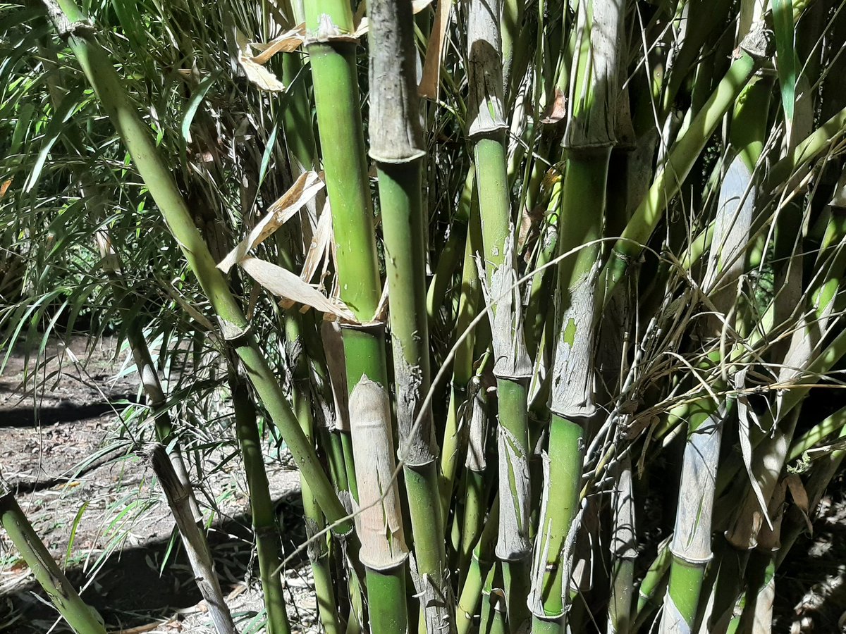 ruizlalo's tweet photo. Parque Nacional Mineral El Chico #Hidalgo #Abies #Chusquea bilimekii #bamboo https://t.co/EvF5eZExMQ