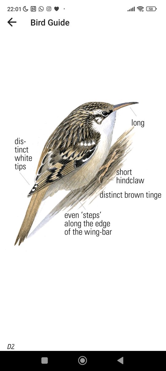 Josevaldeewfoto's tweet photo. @oriolusfb @birdcatalunya Sembla que sí, és comú. Fixa't en la primera foto i les puntes blanques de les ales, adjunto la foto de la Collins. https://t.co/f6zi3Q0uti