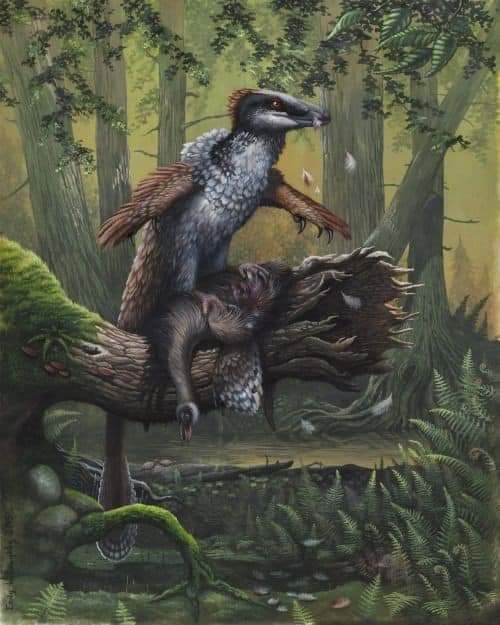 Paleontologando's tweet photo. 💡| DATO: Un estudio determinó que es probable que los raptores (como el Velociraptor por ejemplo) cazaran solos y no en manada.

Además se cree que en su mayoría eran carroñeros y que estos empleaban sus garras para atrapar a sus presas, mas no para desgarrarlas. https://t.co/2B2ASB6ch6