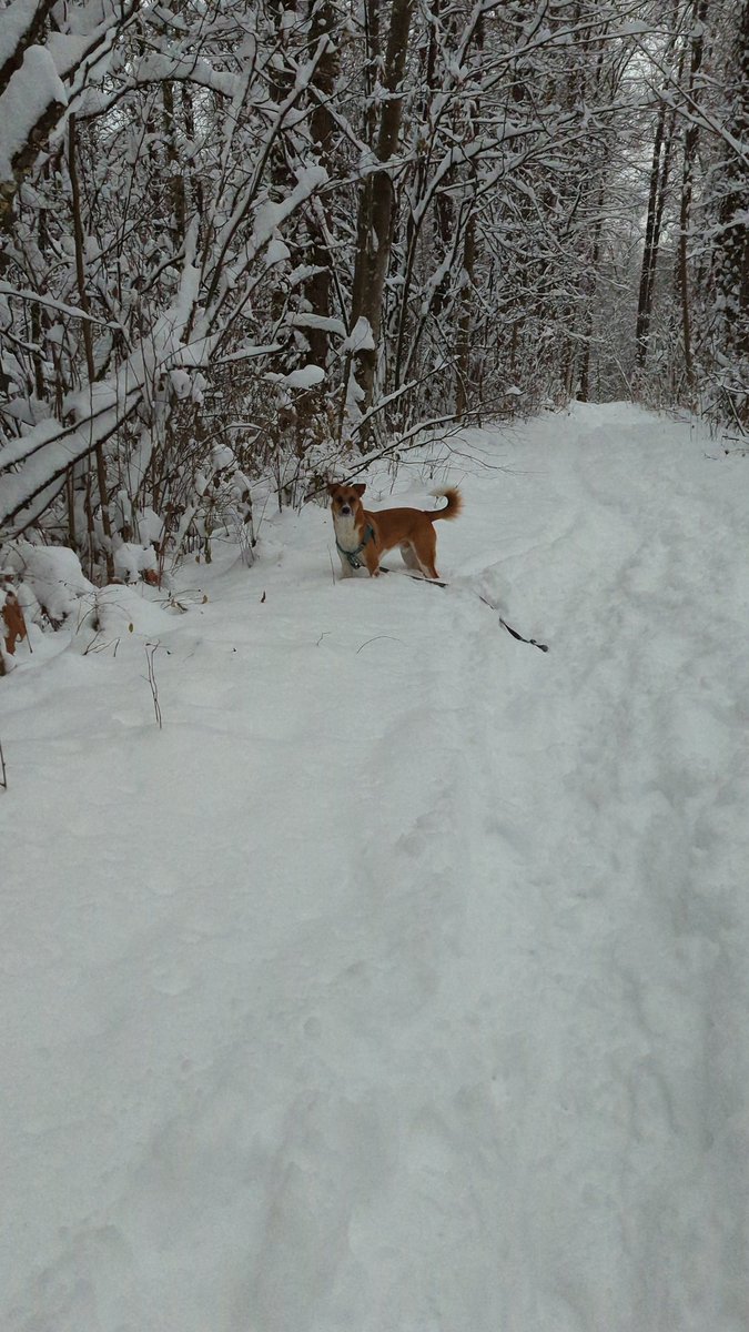 KristinaVanPR's tweet photo. Free dog license?! Let's give it a shot! Here's our *little* doggo Kobe enjoying the Poco wilderness during the last snowfall ❄️🐕‍🦺 #PoCoDoggo https://t.co/HHr1mkcTs6