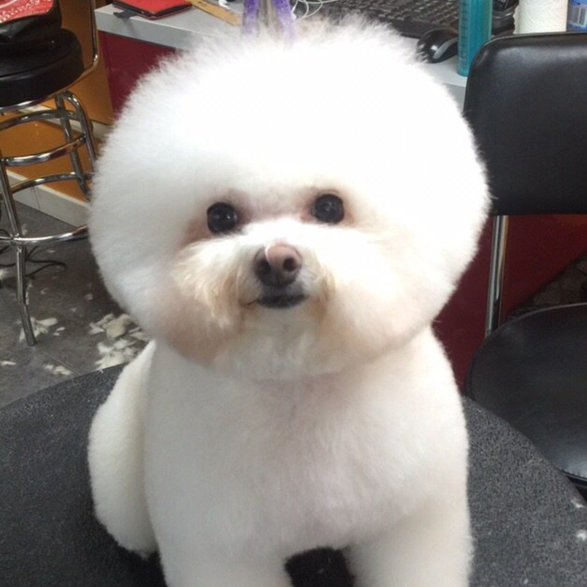 ACutAboveNY's tweet photo. Your pets are like family to us, too, so we always love seeing their cute faces. Make our day by sharing a photo of your pet in the comments below. 😍 #ACutAboveNYC #PetStylists #PetGrooming #DogsOfInstagram #DogsOfNewYork https://t.co/MiKVGj1ysA
