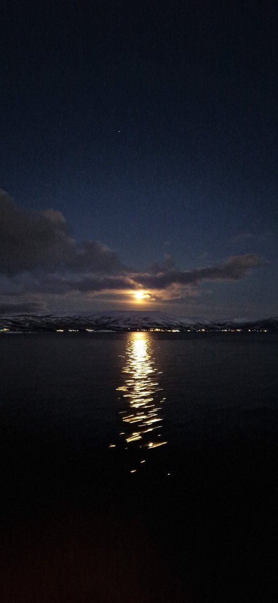 Stuck in Tromsø for *three* more days thanks to flight cancellations. Guess I have more time to find a king eider after all