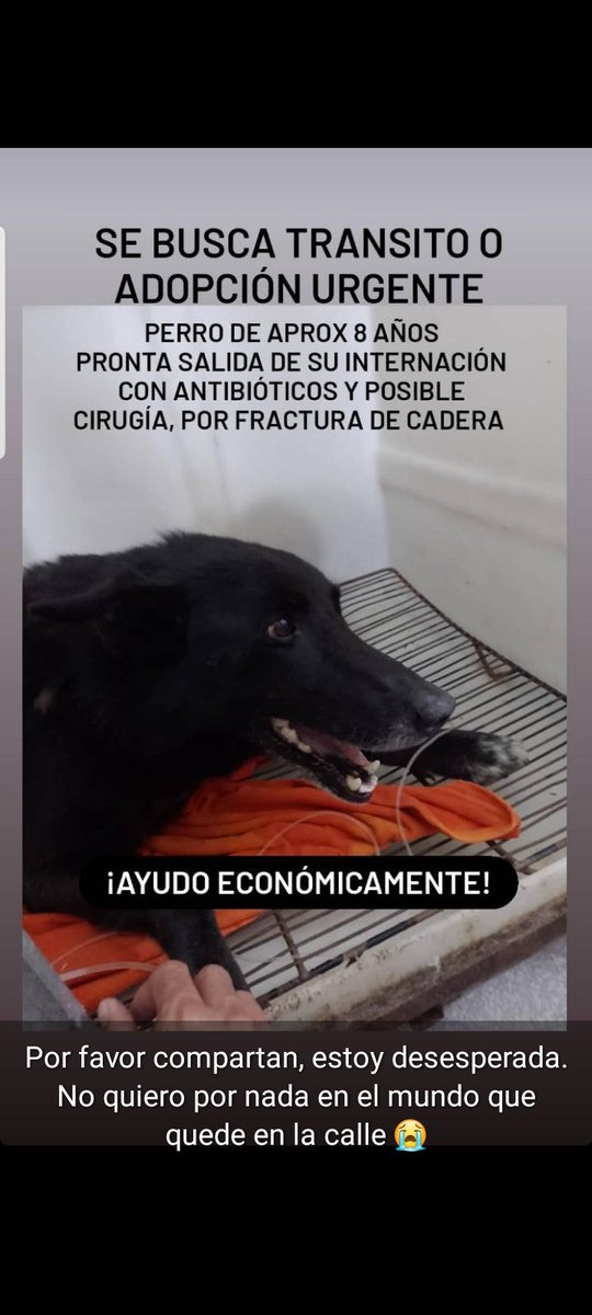 #LaPlata #berisso #Ensenada #perrobuscafamilia