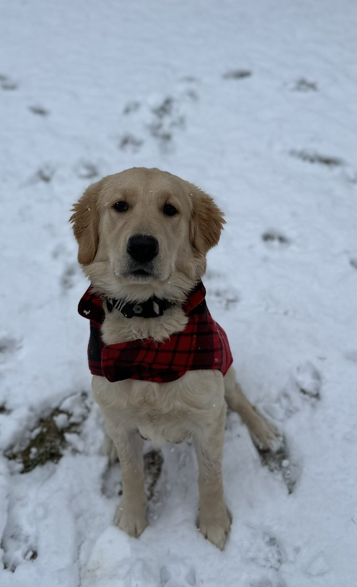 Dbearden080809's tweet photo. Happy first snow! Got home and played making a snow bunny and Apollo had a blast. #snowbunny #buildasnowman #snowpup #GoldenRetrievers #puppylove #firstsnow https://t.co/GoScVVJst9