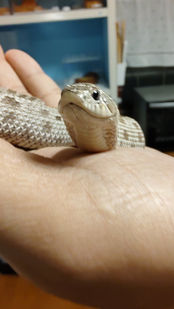 yzf600r's tweet image. ｵﾊﾖｳｺﾞｻﾞｲﾏｽ! #セイブシシバナヘビ #ヘビはいいぞ #hognose #SnakesAreGood