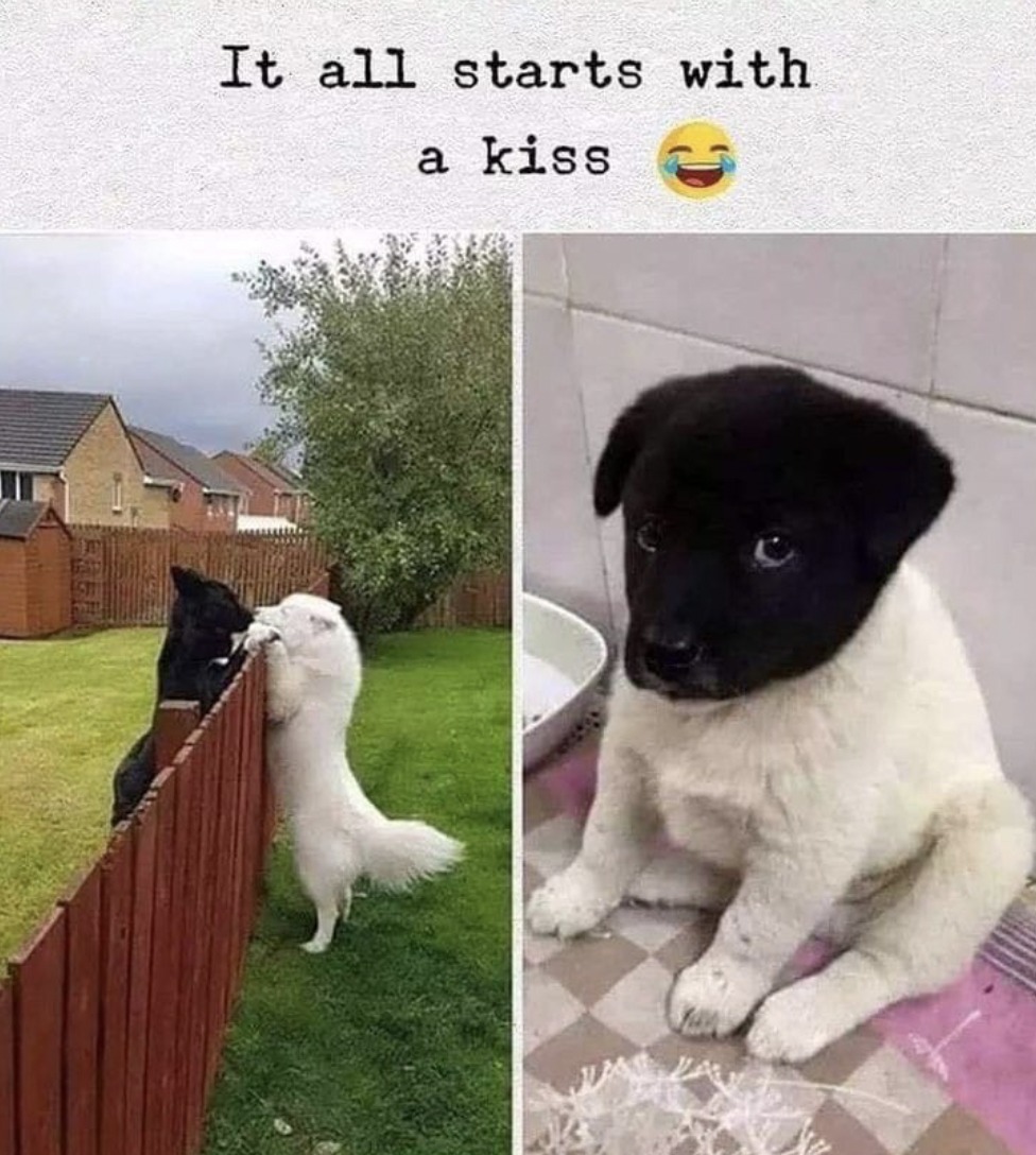 Heckin Good Dogs (@heckingooddogs) on Twitter photo 