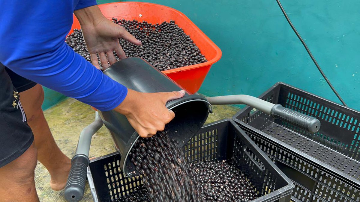 Francisco Piyãko tweet media