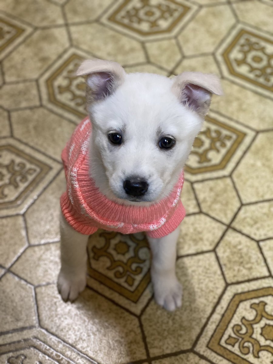 layla_bunz's tweet photo. My puppy is the only thing keeping me sane while simultaneously being the only thing keeping me on the edge rn. 🥹💖 #elsababy https://t.co/t9HDcD5XAj