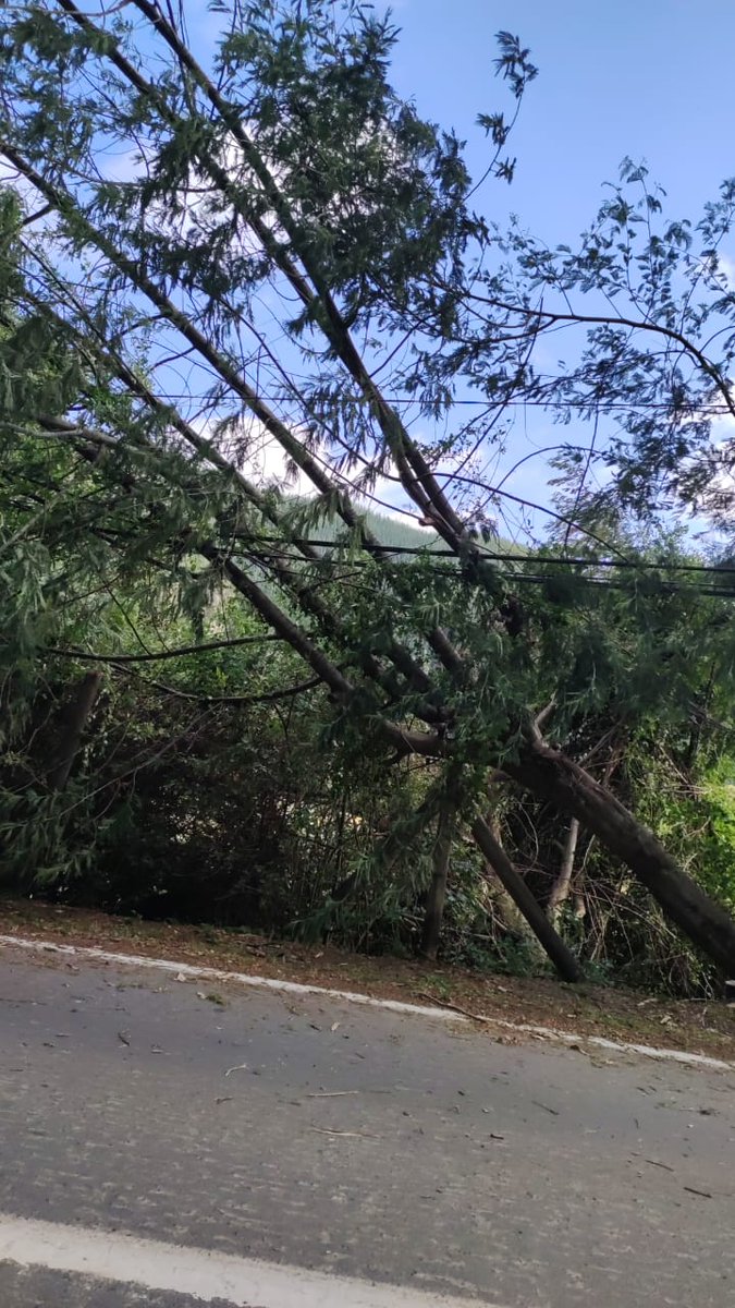evacartor's tweet photo. Buenas tardes, no quiero quedar sin luz en calle patagual tenemos un árbol asi @CGE_Clientes @biobio https://t.co/orK5HghC9E