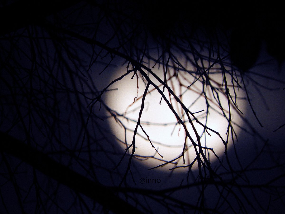 ArteInno's tweet photo. Galho lunar. Foto: Innó #fotografia #foto #photography #curso #filme #photo #arte #fotos #photographer #vida #para #medicina #musica #foi #cursofotografia #goste #amofotografia
#fotografo https://t.co/AulSdHkCAd