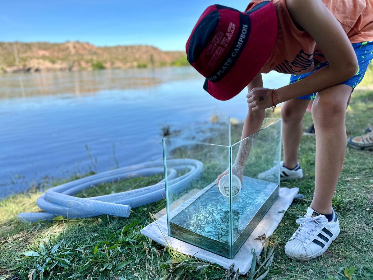 RodrigoButeler's tweet photo. #Cipolletti Estamos recuperando la población de peces en el río Negro, acompañamos la siembra de 150 mil alevines de trucha arco iris en #IslaJordan, un gran evento que además contó con charlas informativas de la Mesa de Pesca del Alto Valle. https://t.co/HsbITJaohw
