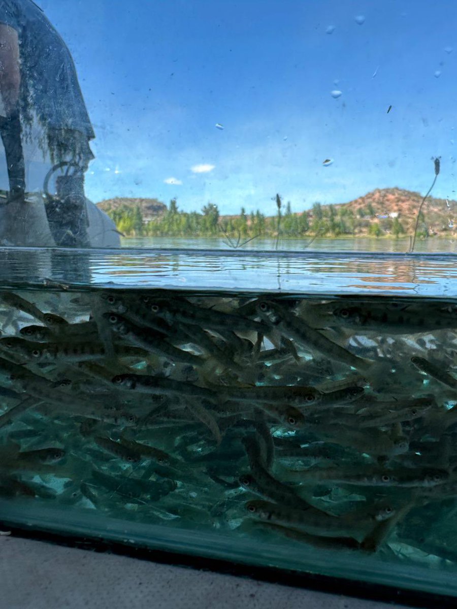RodrigoButeler's tweet photo. #Cipolletti Estamos recuperando la población de peces en el río Negro, acompañamos la siembra de 150 mil alevines de trucha arco iris en #IslaJordan, un gran evento que además contó con charlas informativas de la Mesa de Pesca del Alto Valle. https://t.co/HsbITJaohw