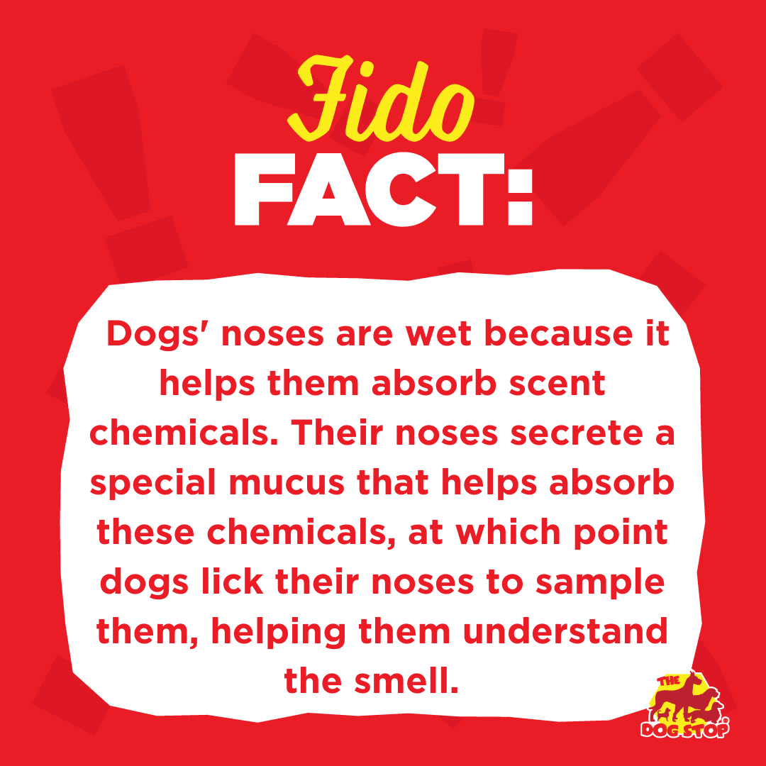 It's Friday, so you know what that means - 🕑 for a Fido Fact! Give this post a like if your pup has quite the 👃  #dogfacts