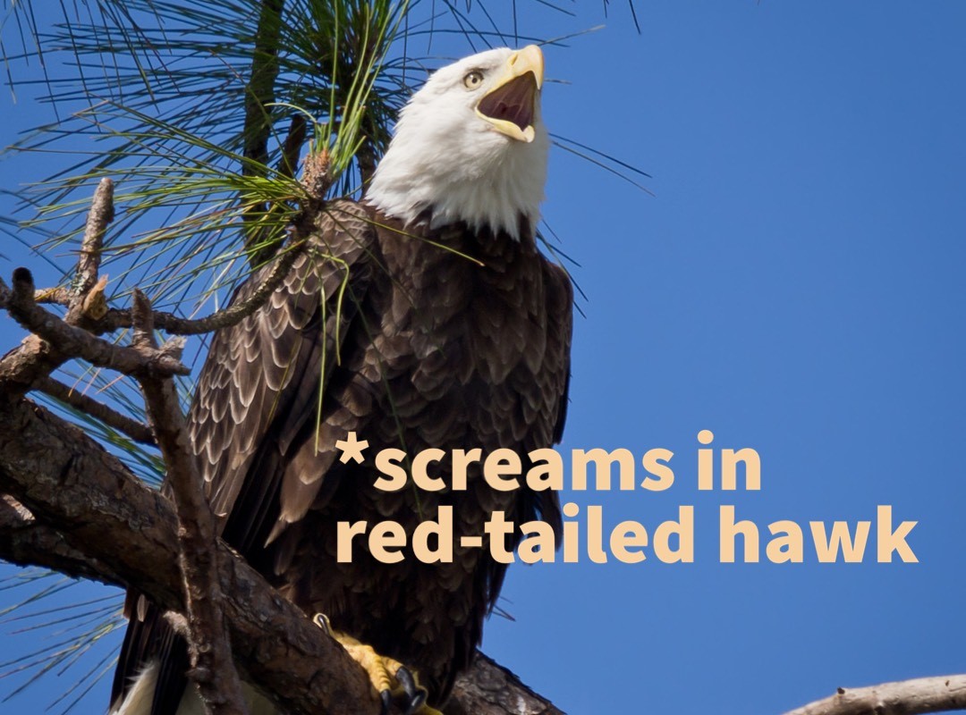 U S Fish And Wildlife Service On Twitter Fun Fact The Bald Eagle u-s-fish-and-wildlife-service-on-twitter-fun-fact-the-bald-eagle