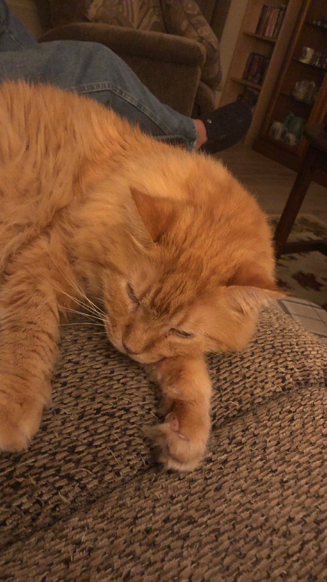 I’m nominating my cat, Harry to be speaker of the house. He has never tried to overthrow a government. He has never assaulted anyone other than his catnip toy. I think he’s a good choice!