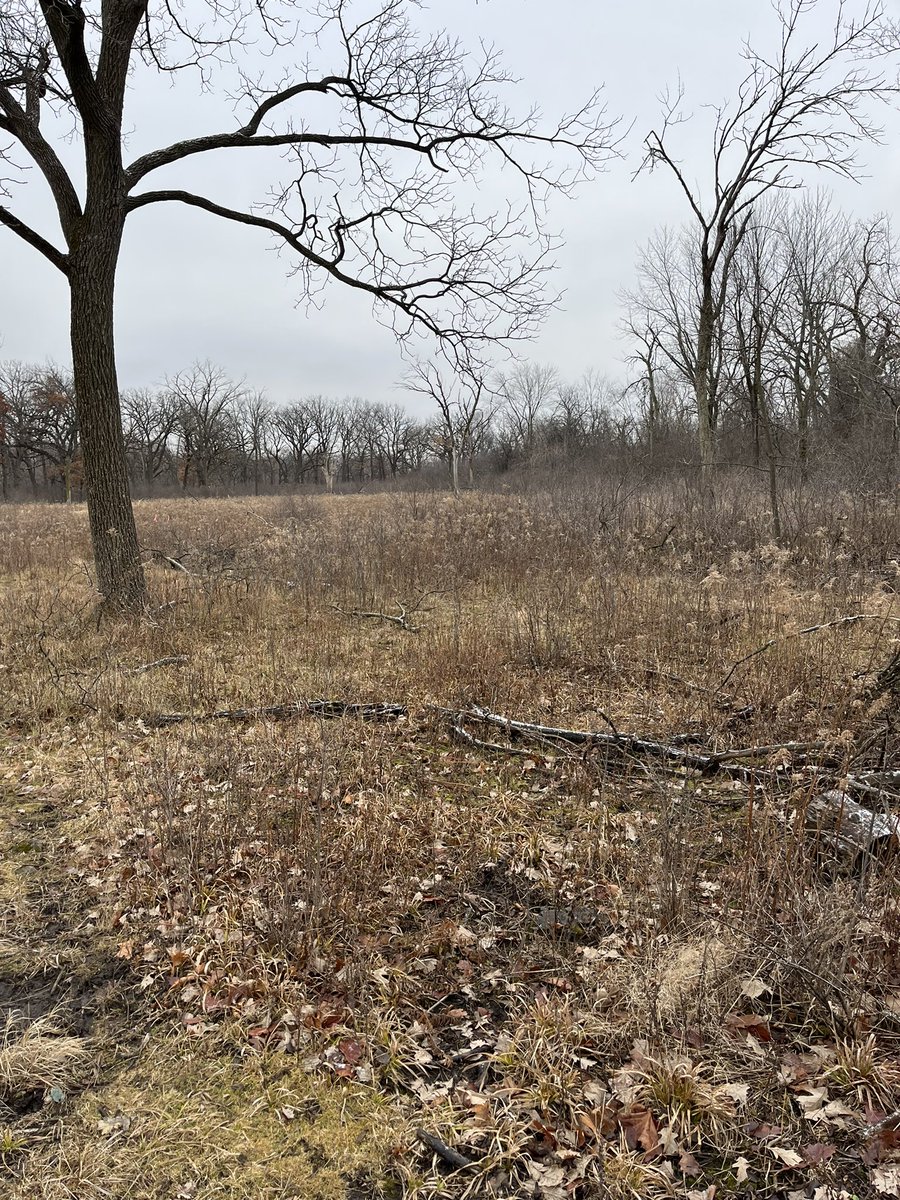 TDTony's tweet photo. Took an hour long ruck through the woods with 25lbs of sand in my backpack, it was cool.

So much fallen timber, following deer trails, etc Nature’s obstacle course!

#DDChallenge https://t.co/VYYbj1e468