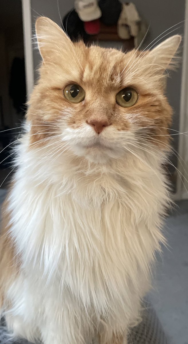 Hey all, I can’t even believe I’m writing this, but our sweet Lucy went over the rainbow bridge a few moments ago. Thank you all so much for loving her and for the joy you gave us.