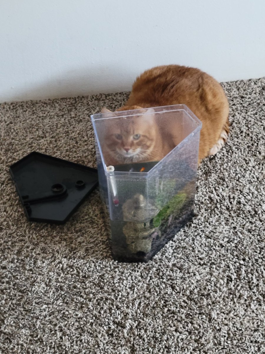 NateDerGrosse's tweet photo. @chaoticcatpics https://t.co/DzzPdH3Ypa