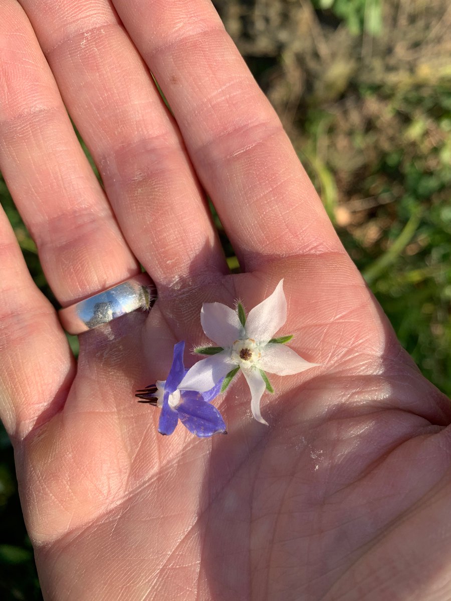 Edible flowers (borage and violets) in early January in the Basque Country.