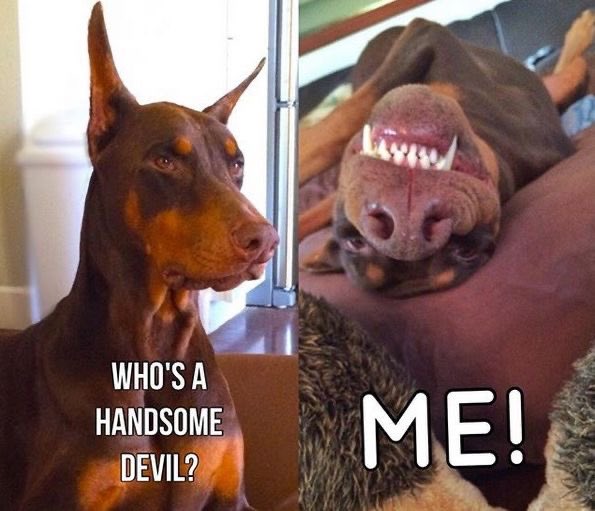 BoredDoberYC's tweet photo. Ohhhh FR , Double tap if it’s true #doberman ❤️‍🔥 https://t.co/vMK6fEkwcu