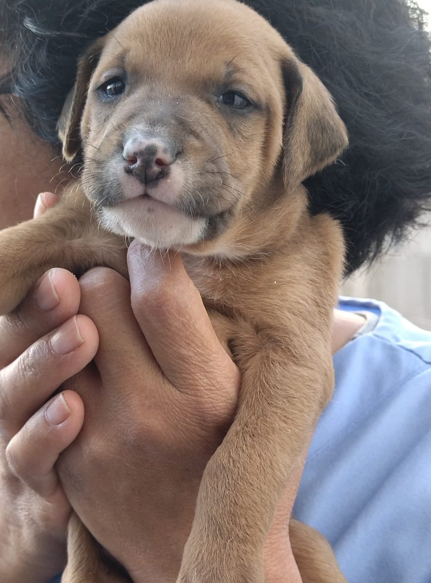 SofiaErro's tweet photo. Hilo de perritos apestositos a lechita con croquetas que tengo en adopción responsable 💘💘💘💘🤩🤩🤩🤩

Tienen 1 mes y son hijos de la Coco, la amiguita de la Lula del residencial (la Layla no… la otra) 🫣

Macho https://t.co/Uao0SgO7b0