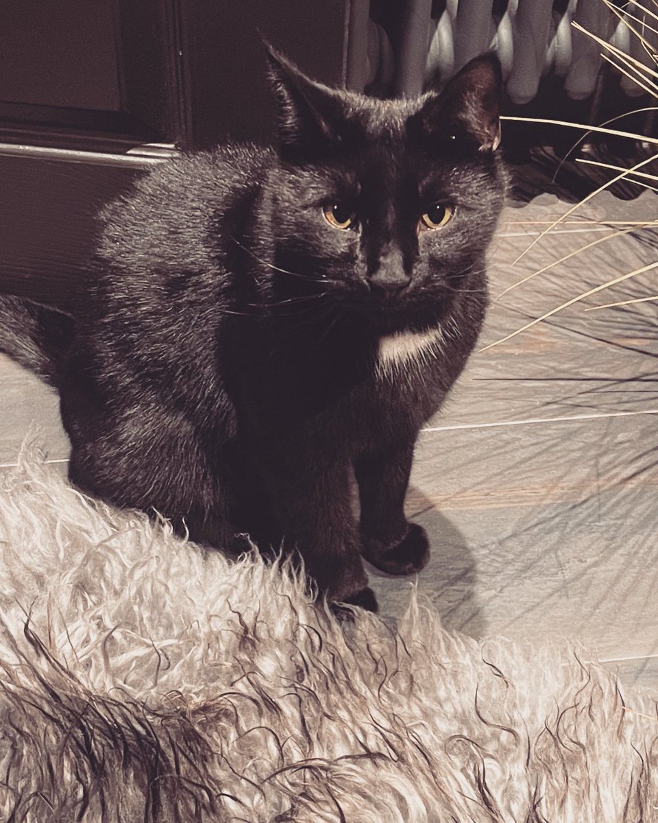 TheImageDarlin1's tweet image. Too cute 🥰 #pip #blackcat #myshadow #AdoptDontShop