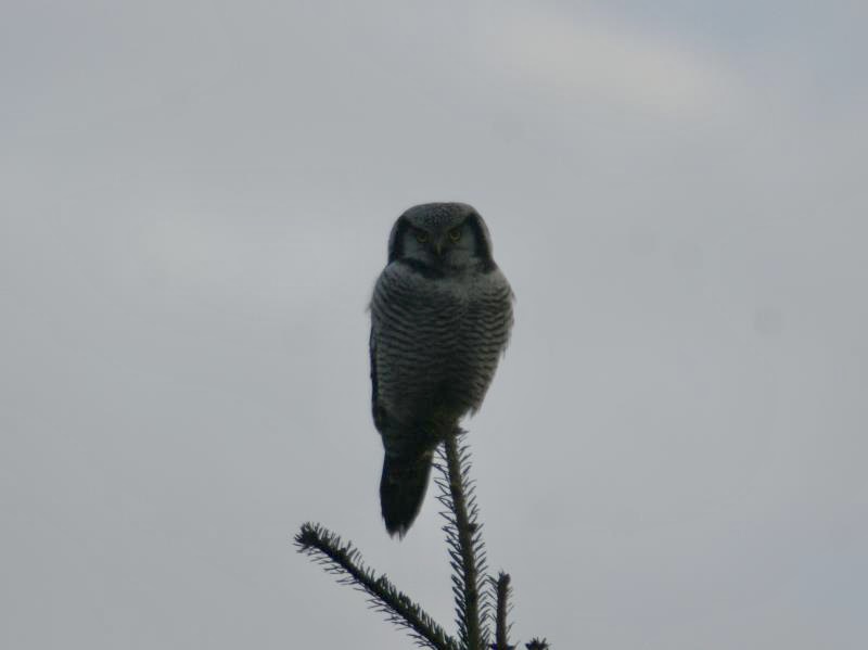 divebird's tweet photo. @biggesttwitch Hawk owl, 
Gezien (in Nederland en in)
Duitsland foto in november 2013 https://t.co/p2VrphuOOE