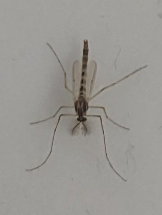 Ειχαμε επισκέπτες #tigermosquito