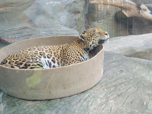 ReidParkZoo's tweet photo. ❄ On a winter day, nothing is better than a warm spot! This week's #FanPhotoFriday @harrishawk106 on Instagram perfectly timed her photos of Bella the jaguar enjoying her bed. The rock area underneath her bed is heated when daytime temperatures are chilly. https://t.co/Pdcld5mupD