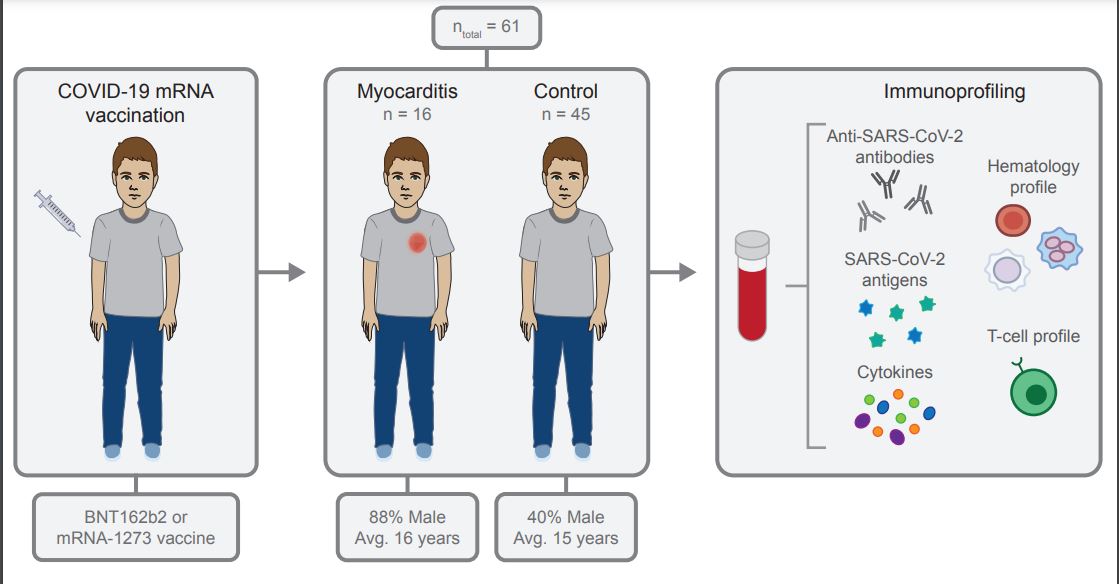 #OriginalResearch: Circulating Spike protein detected in post-COVID-19 mRNA vaccine myocarditis <a href="/EdlowLab/">Edlow Lab</a> <a href="/bpboribong/">Brittany P. Boribong</a> <a href="/ysenussiMD/">Yasmeen Senussi, MD</a> <a href="/dbalaguru/">Duraisamy Balaguru</a> <a href="/LaelYonker/">YonkerLab</a> #AHAJournals ahajrnls.org/3QpQc11